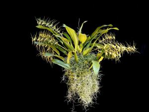 Brassia caudata