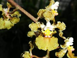 Trichocentrum luridum