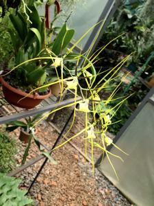 Brassia gireoudiana