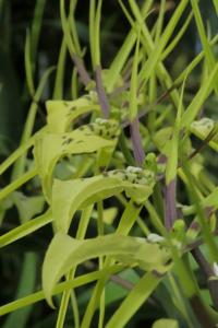 Brassia gireoudiana