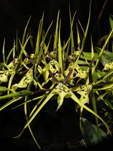 Brassia gireoudiana