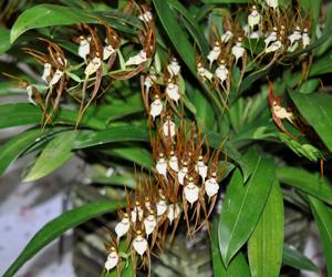 Brassia glumacea