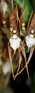 Brassia glumacea