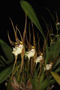 Brassia glumacea