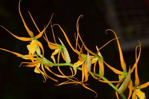 Brassia glumacea