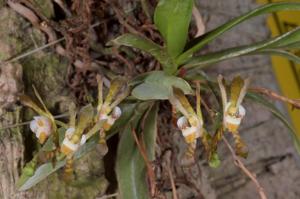 Sarcochilus dilatatus