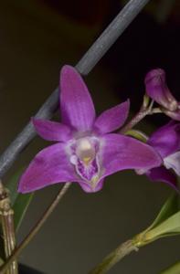 Dendrobium kingianum