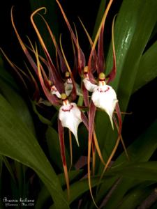 Brassia keiliana