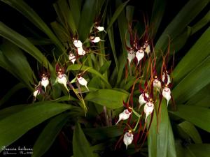 Brassia keiliana