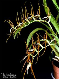 Brassia keiliana