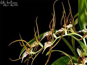 Brassia keiliana