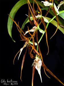 Brassia keiliana