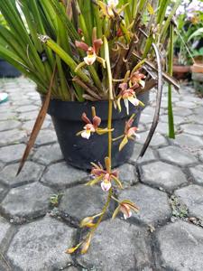 Cymbidium atropurpureum