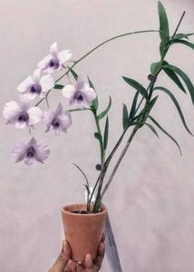 Dendrobium bigibbum var. bigibbum