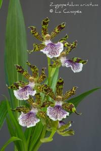 Zygopetalum crinitum