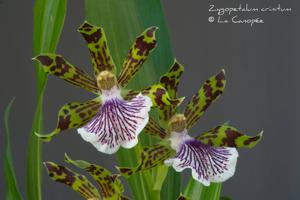 Zygopetalum crinitum