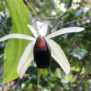 Coelogyne usitana