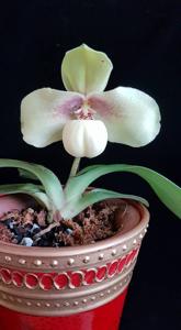 Paphiopedilum hangianum