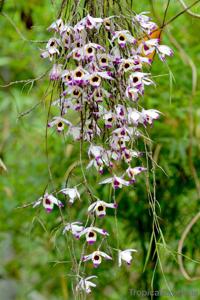 Dendrobium falconeri