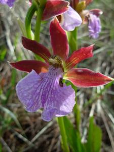 Zygopetalum triste