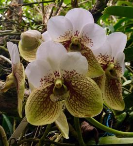 Vanda sanderiana