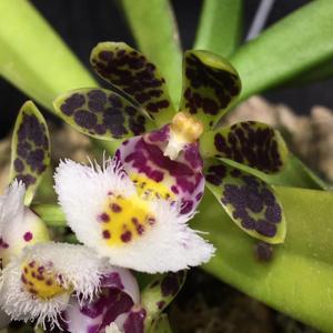 Gastrochilus bellinus