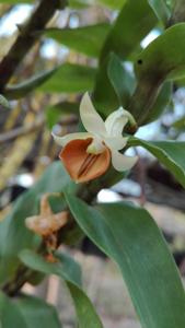 Dendrobium ellipsophyllum