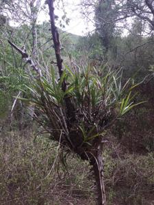 Ansellia africana