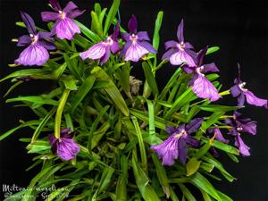 Miltonia moreliana