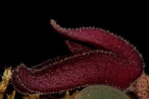 Dresslerella hispida