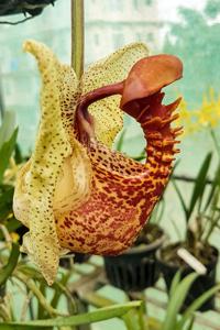 Coryanthes macrantha