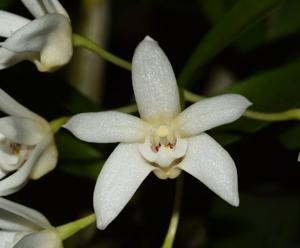 Dendrobium falcorostrum