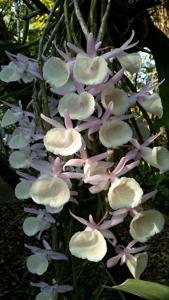 Dendrobium polyanthum