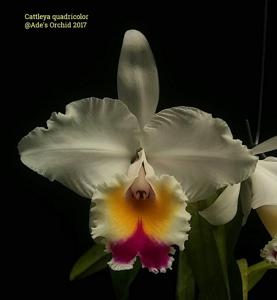 Cattleya quadricolor