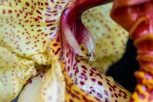 Coryanthes macrantha