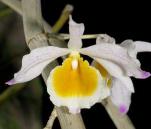 Dendrobium crystallinum