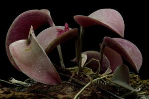 Acianthera prolifera