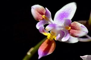 Phalaenopsis equestris