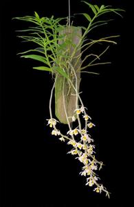 Dendrobium crystallinum