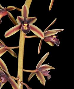 Cymbidium aloifolium