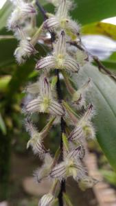 Bulbophyllum lindleyanum