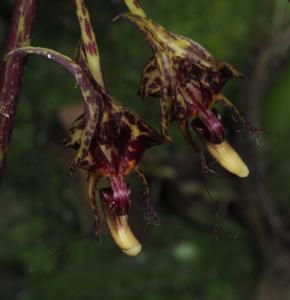 Bulbophyllum cornu-ovis
