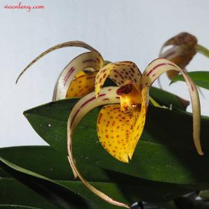 Bulbophyllum membranifolium subsp. membranifolium