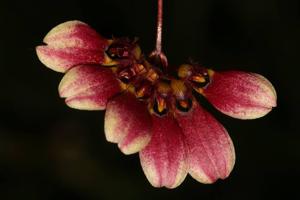 Bulbophyllum lepidum