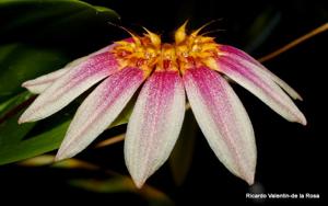 Bulbophyllum lepidum