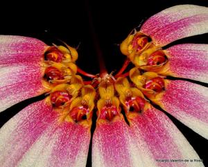 Bulbophyllum lepidum