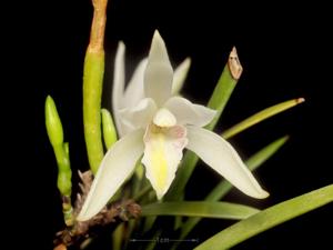 Bromheadia aporoides