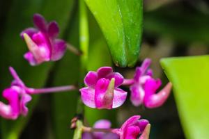 Aerides quinquevulnera