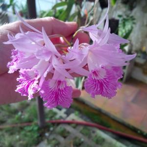 Broughtonia negrilensis