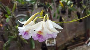 Broughtonia negrilensis